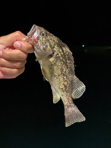 クロソイの釣果