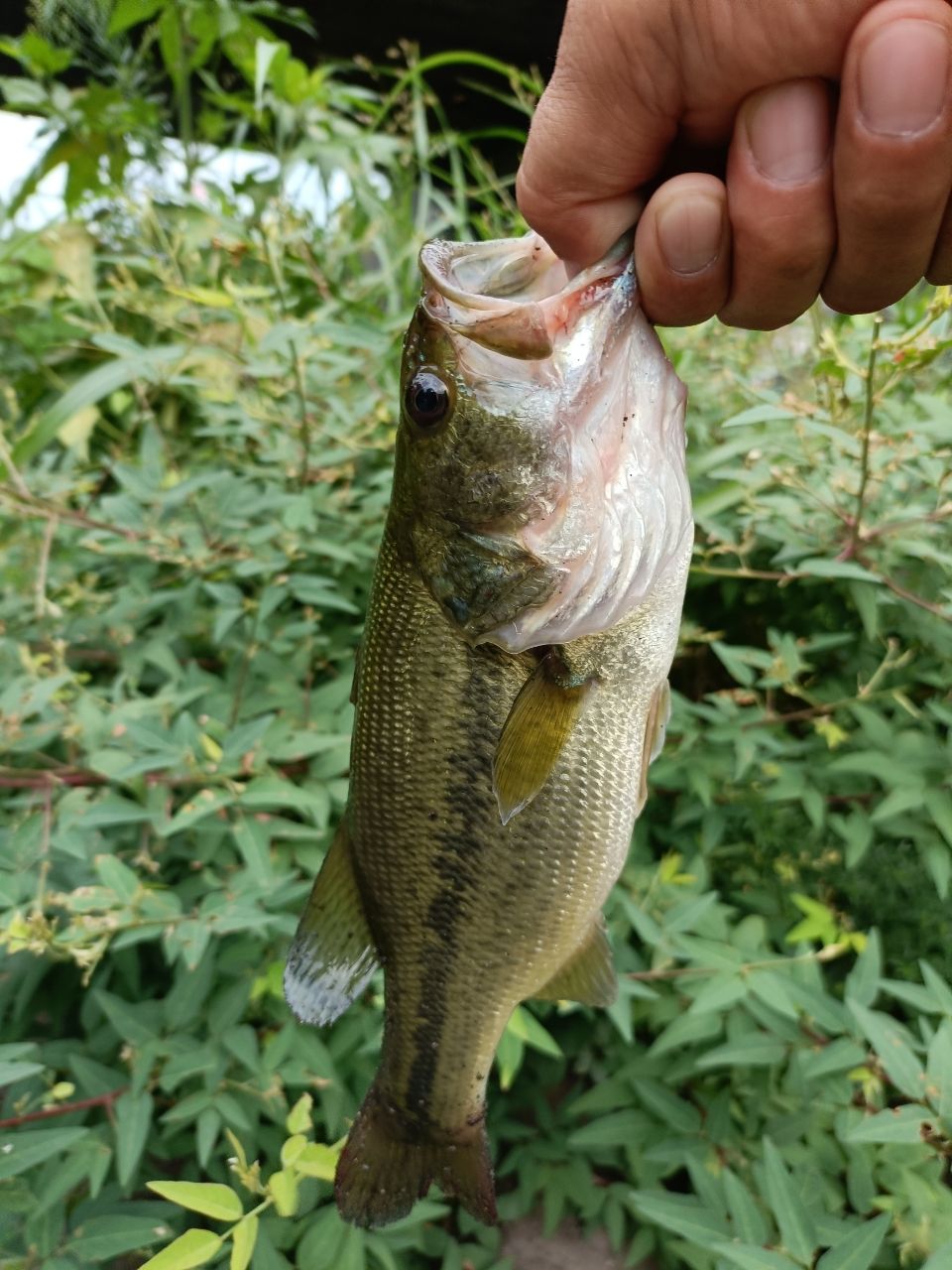 スモールマウスバス