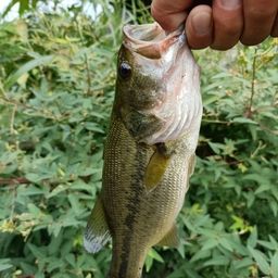 スモールマウスバス