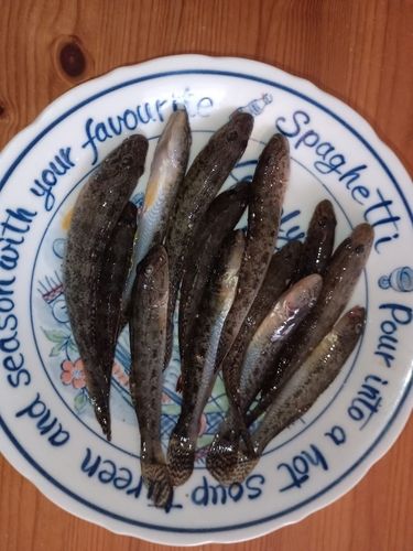 ハゼの釣果