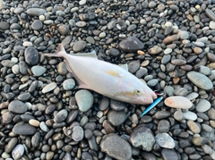 シオの釣果