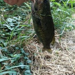 スモールマウスバス