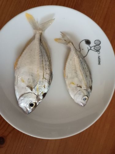 ヒイラギの釣果