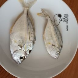 ヒイラギ