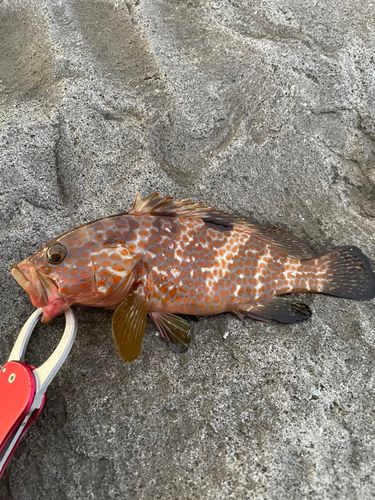 キジハタの釣果