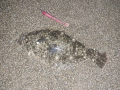 ヒラメの釣果