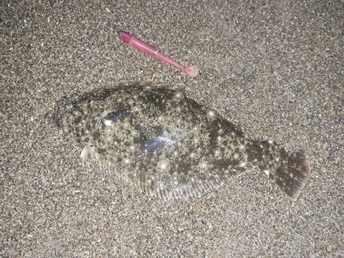 ヒラメの釣果