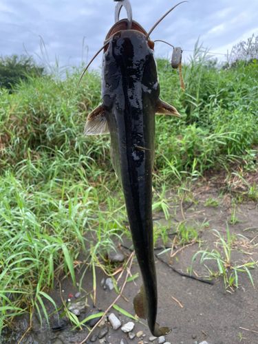 ナマズの釣果