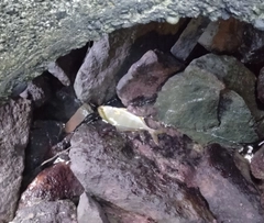 ショゴの釣果