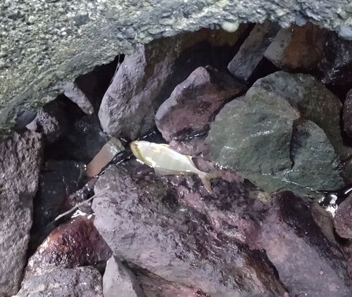 ショゴの釣果