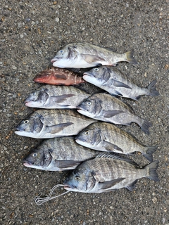 チヌの釣果