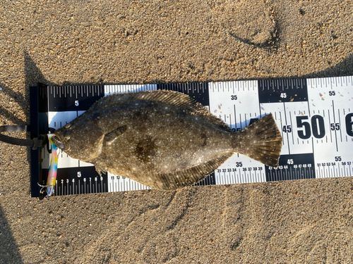 ヒラメの釣果