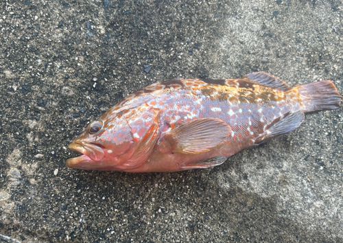 アコウの釣果