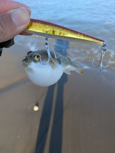 フグの釣果