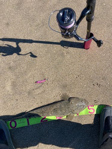 マゴチの釣果