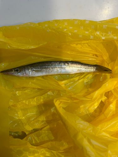 カマスの釣果