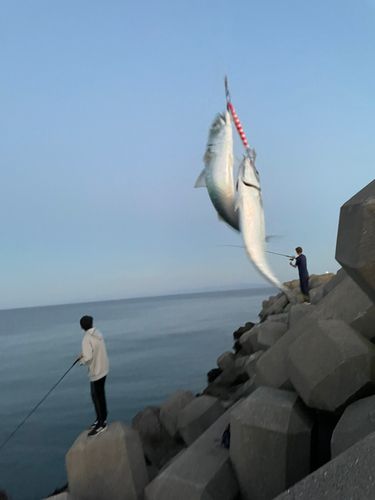 サバの釣果