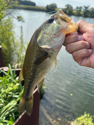 ラージマウスバスの釣果