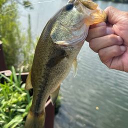 ラージマウスバス