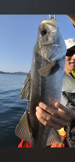 スズキの釣果