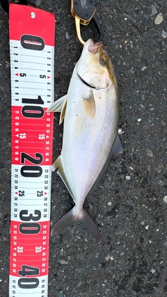 ショゴの釣果