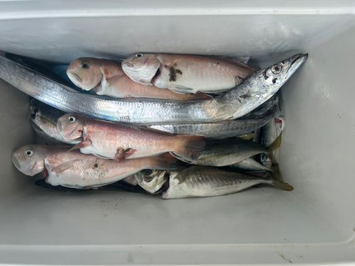 シロアマダイの釣果