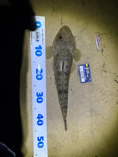 マゴチの釣果