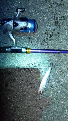 ニホンナマズの釣果