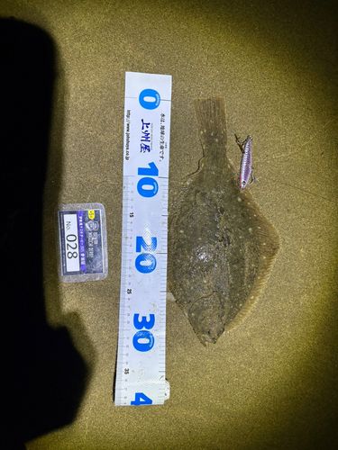 イシガレイの釣果