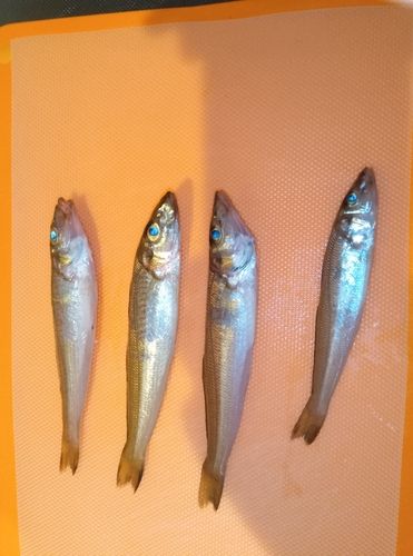 キスの釣果