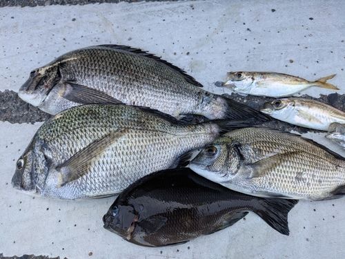 クロダイの釣果