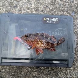 ガシラ