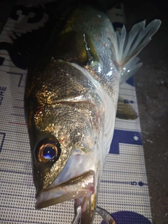 フッコ(マルスズキ)の釣果