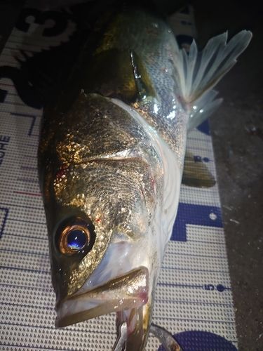 フッコ（マルスズキ）の釣果