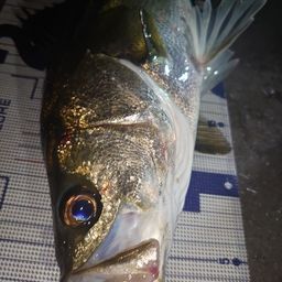 フッコ（マルスズキ）