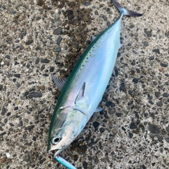 マルソウダの釣果