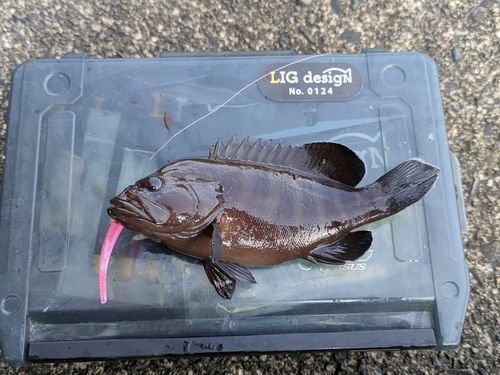 ヤミハタの釣果