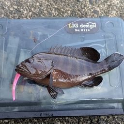 ヤミハタ