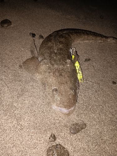 マゴチの釣果