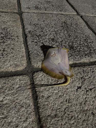 アカエイの釣果