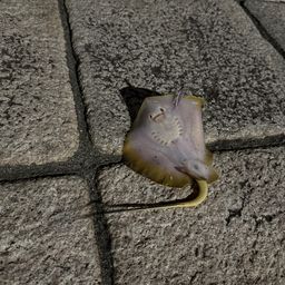 アカエイ