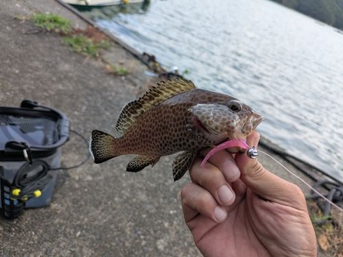 オオモンハタの釣果