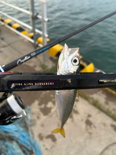 サバの釣果
