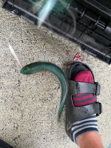 シイラの釣果