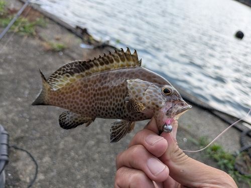 オオモンハタの釣果