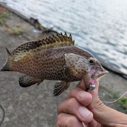 オオモンハタ