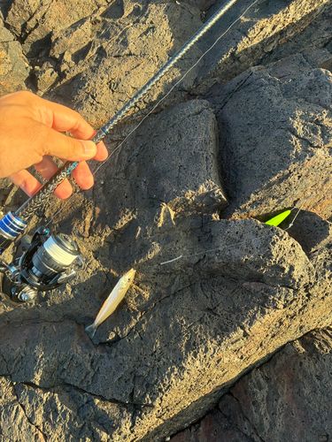 シロギスの釣果