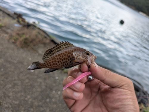 オオモンハタの釣果