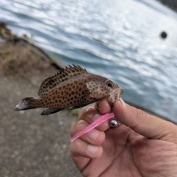オオモンハタ
