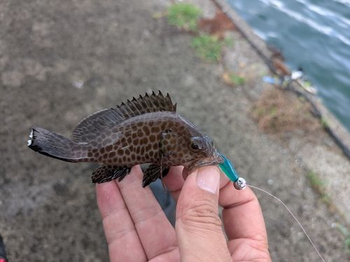 オオモンハタの釣果